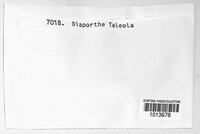 Diaporthe taleola image